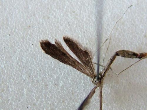 Agdistis satanas